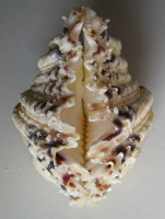 Hippopus hippopus (Linnaeus, 1758) 